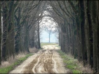 Bomen als rechtspersoon? Dat zou ze veel leed besparen