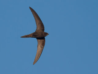 Frater Willibrordus Prijs gaat naar Diet Groothuis