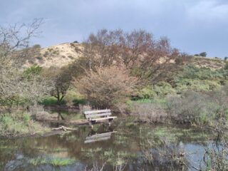 Regenval en grondwater: in de Kennemerduinen en daarbuiten