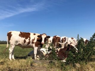 Schaduw voor koeien is essentieel