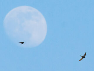 Gierzwaluwen weer in Nederland want de 'r' is uit de maand!