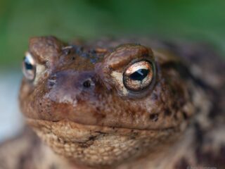 Gewone pad lijdt onder warme winter