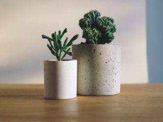 Kamerplant: 'Een opfleur van elk interieur'