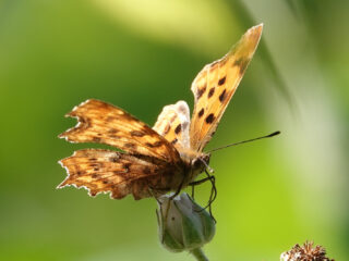 'Vlinders trekken altijd op een bijzondere manier de aandacht'