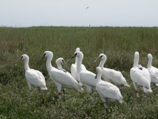 Vogels ringen is vogels beschermen