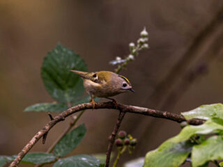 Oorspronkelijke staat van de natuur: elke generatie begint met een verarmde situatie