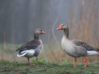 Grauwe gans: 40 jaar onderzoek leidde tot deze prachtige hommage
