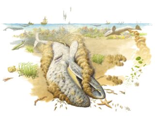 Komt de grijze walvis weer terug in de Waddenzee?