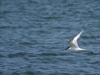 Vogelgriep woekert voort