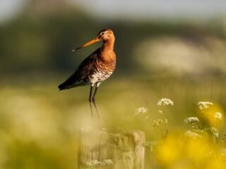 Genoeg animo voor agrarisch natuurbeheer, nu nog het geld