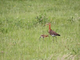 'Groene' partijen ontlenen hun naam aan de natuur