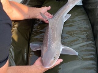 Onderzoekers willen beschermingsmaatregelen voor de haai