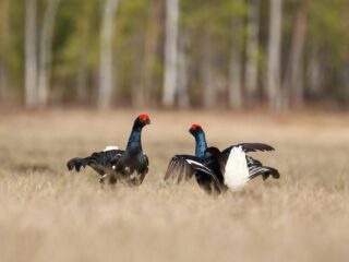 Kunnen we de populatie van het korhoen weer op peil brengen of sterft hij uit?
