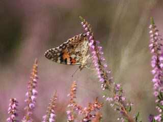 Stel in het natuurbeheer de vrijheid van organismen centraal