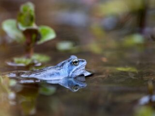 Deze film toont de Belgische natuur in volle glorie