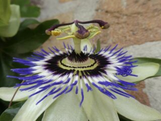 Geveltuintjes maken een groot en groen verschil!