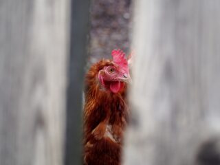 Dieren dood voordat ze het slachthuis bereiken: 'Onaanvaardbaar en onmenselijk'