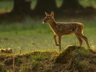 Bambi blijft betoverend: 'Het is een schreeuw tegen de jacht'