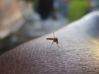 Door droge zomer minder muggenoverlast