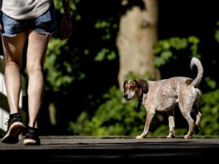 Arme mensen met huisdier: geldverkwisting? ‘Hond lost juist veel problemen op’