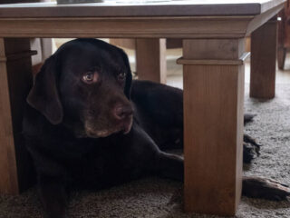 Gevolgen van vuurwerkknallen bij huisdieren langer dan gedacht