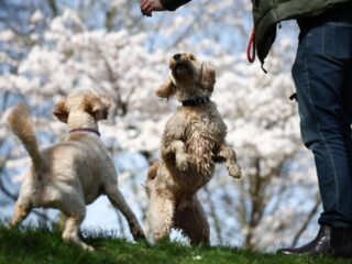 Honden met drugs op? 'Helaas niet uitzonderlijk'