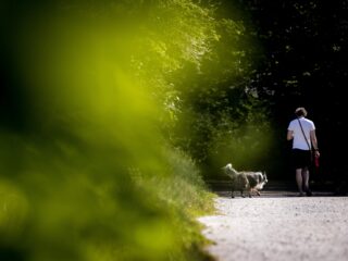 Dit is waarom de hondenbelasting uitsterft