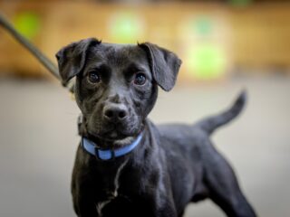 Een hond nemen? 'Eerst het baasje op cursus'