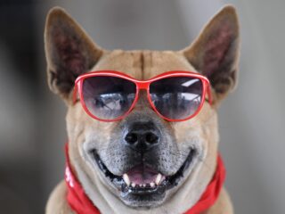 Hebben honden humor? En begrijpen ze de grappen en grollen van hun baasjes?