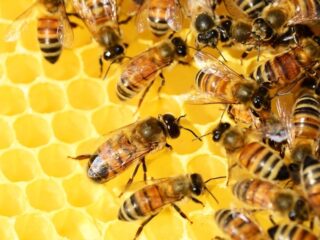 Honing als indicator voor pesticiden in omgeving