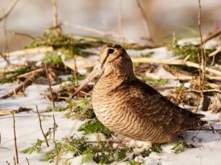 Zorgen over jachtplannen kabinet: wordt de 'wildlijst' uitgebreid?