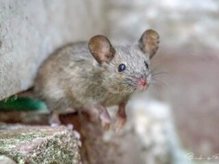 Opruimende muizen: waarom doen ze dat?