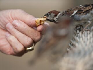 Mag je eigenlijk wel brood voeren aan vogels?