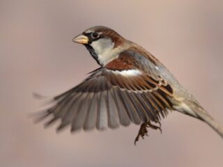 Huismus is niet zomaar een vogel, maar een wereldreiziger met bijzondere geschiedenis