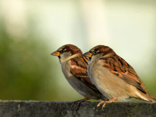 Meer huismussen? Zo maak je van jouw tuin of balkon een huismussenwalhalla