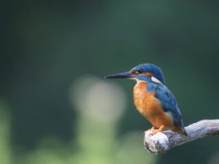 We hebben de natuur nodig omdat zij zo prachtig is