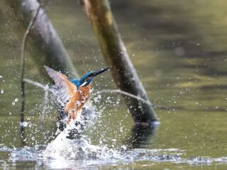 Nederland lapt EU-regels aan haar laars: natuurgebieden vol gif