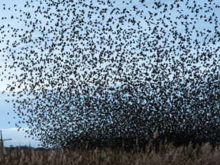 Emmy bewondert twee keer per dag ‘haar’ spreeuwen