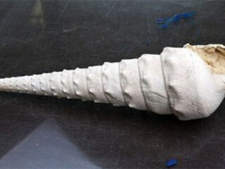 Wat de reuzenslak ons vertelt over het klimaat 45 miljoen jaar geleden