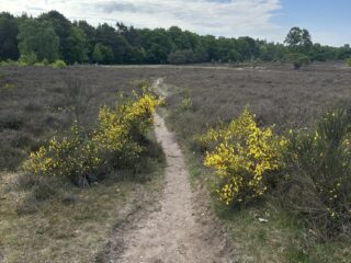 Olifantenpaadjes: de een is fan, voor de ander is het een doorn in het oog