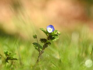 Planten als stroomproducent: kan dat op grote schaal?