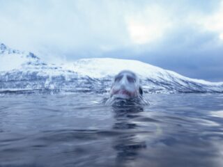 Is het binnenkort mogelijk om als mens ingevroren en later weer ontdooid te worden?