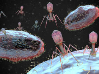 Bacteriofagen: dé oplossing wanneer antibiotica niet (meer) werkt