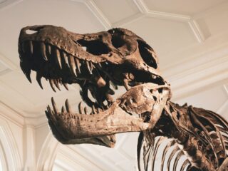 'Compleet' skelet T-rex te koop in Europa: 'Het is een soort Frankenstein-dinosaurus'