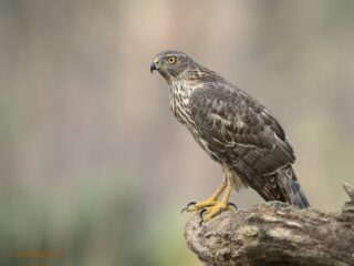 Onkruidgif mogelijk schadelijk voor roofvogels