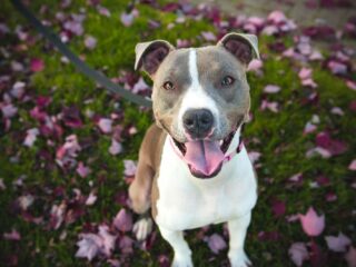 Is een verbod op agressieve bijthonden mogelijk?