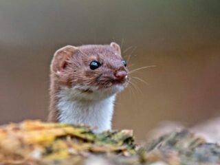 Wezel valt rat aan in Amsterdam: gebeurt dit vaker?