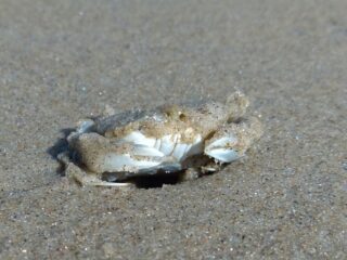 Natuurschatten zoeken? Keer eens een steen om!