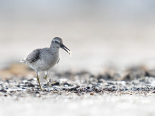 Jacht op Afrikaanse haaien mogelijke bedreiging Hollandse wadvogels
