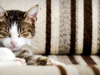 Avondklok voor katten? 'Sommige katten kan je niet binnenhouden'